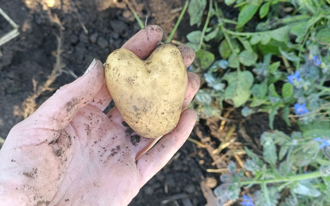 Histoire de patate et de partie X