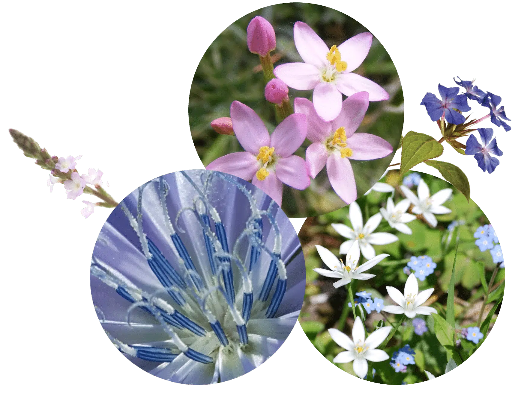 fleur-de-bach-1